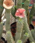 hoodia